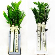 금전수 시멘트사각분